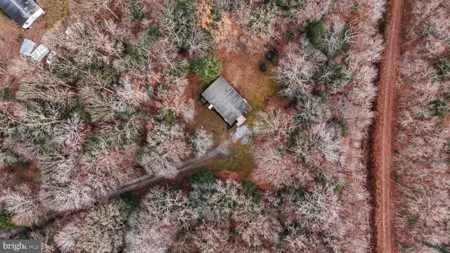 a close up of a tree in a yard