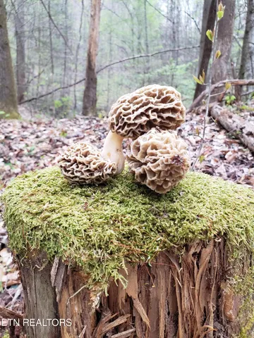 $249,000 | Watson Branch Lane, Speedwell, TN 37870