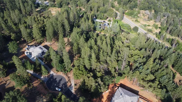 a view of a forest with a tree