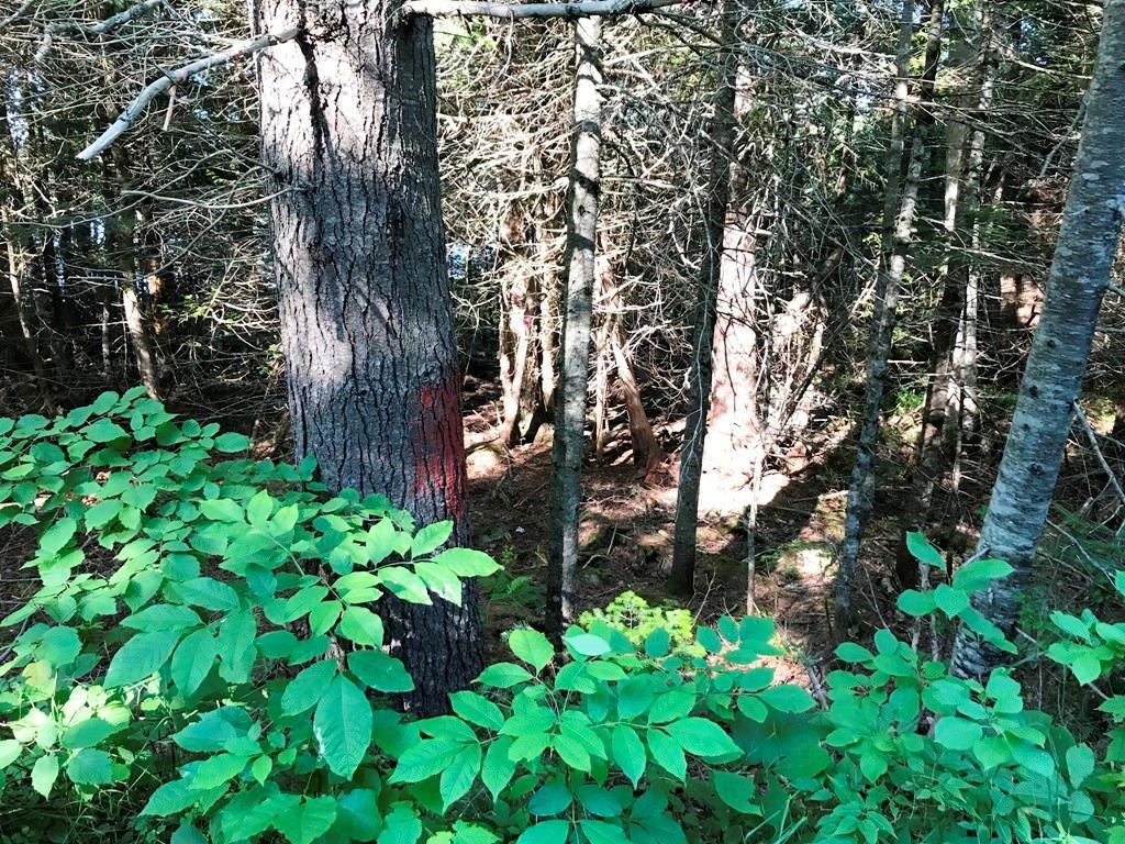 Tbd B&a Railroad North Road North Shirley, ME 04485 - Photo 20 of 22 Photo