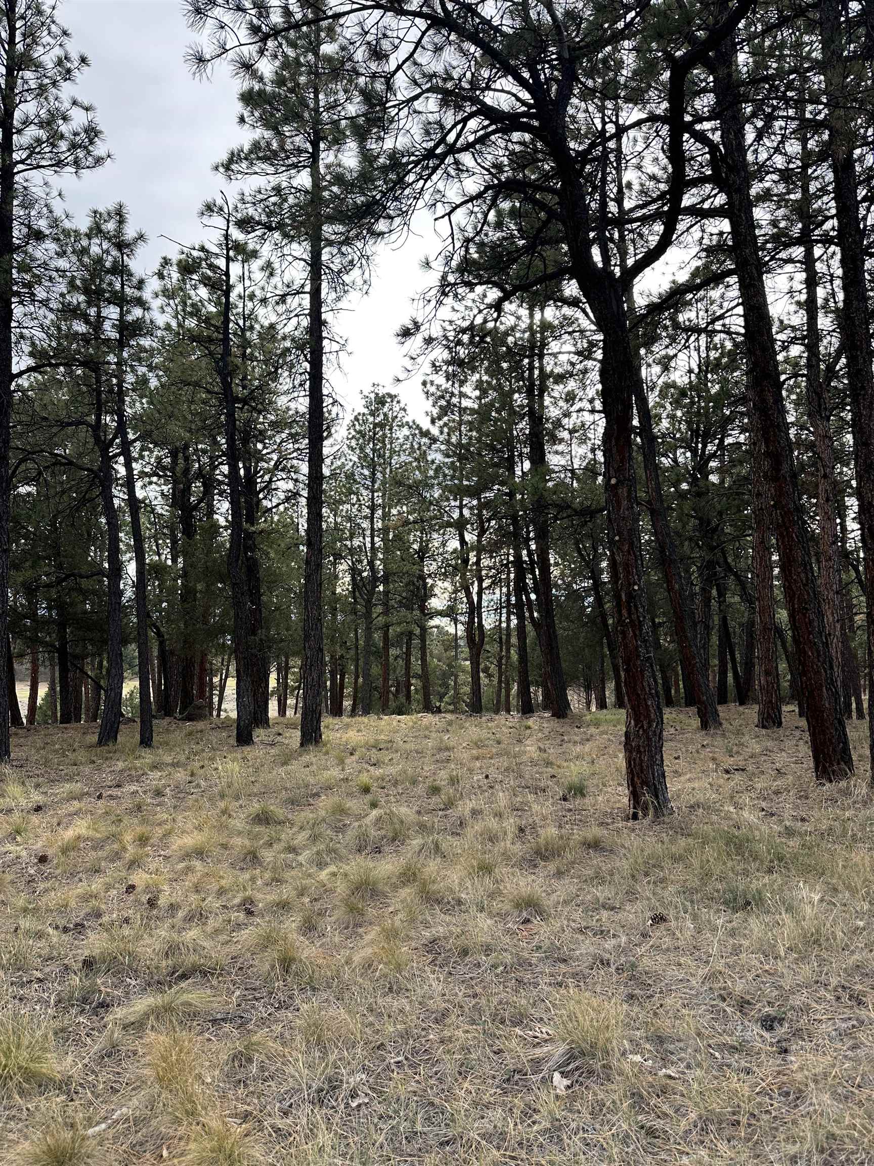 a view of outdoor space with trees