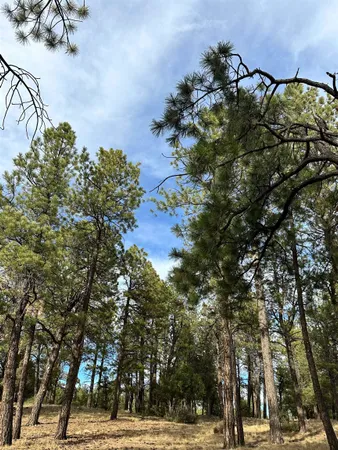 a view of road with trees