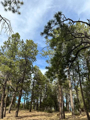 a view of road with trees