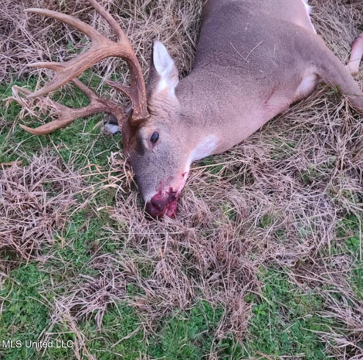Franklin Road Goodman, MS 39079 - Photo 47 of 47 IMG_9137
