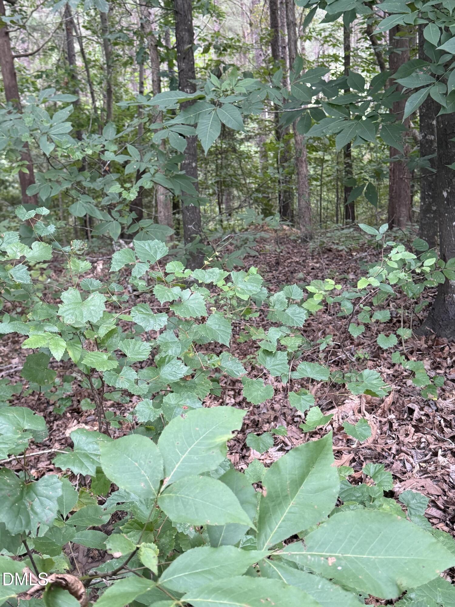 0 Chatham Church Road Moncure, NC 27559 - Photo 11 of 17 IMG_8911