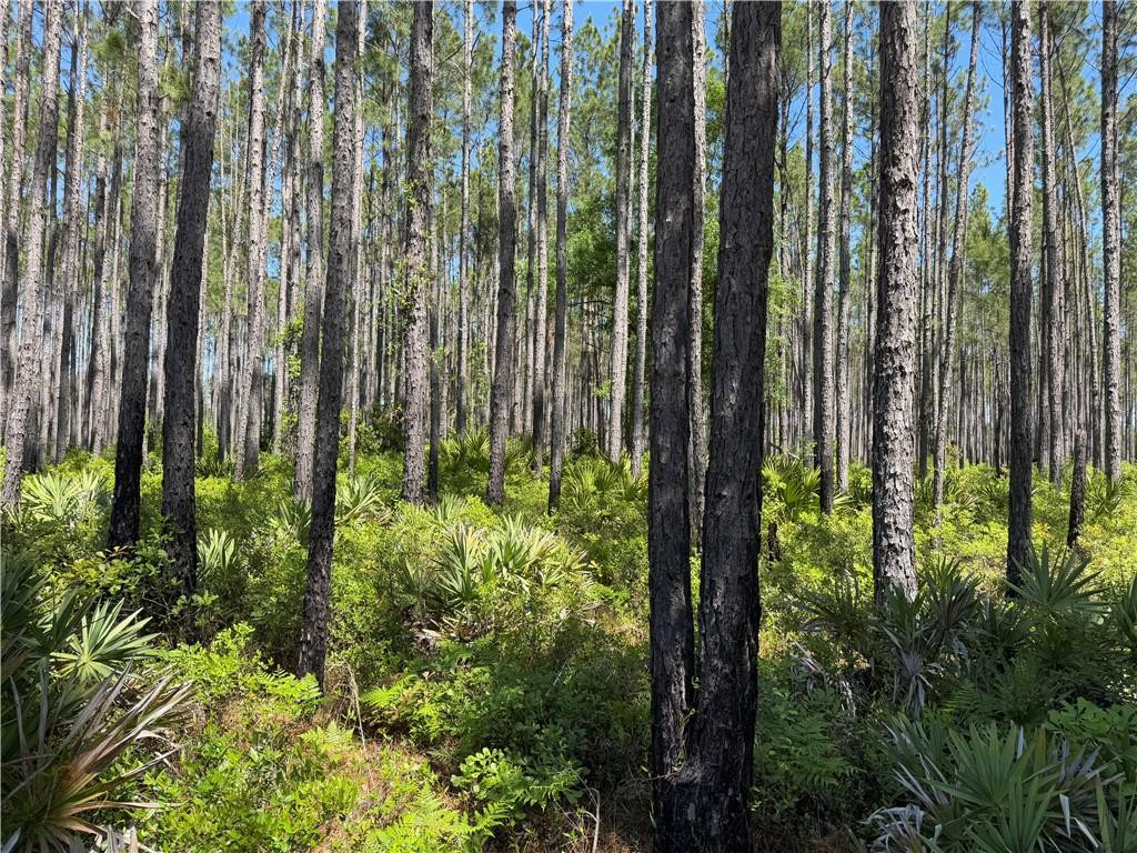 8.84 Strickland Road Waycross, GA 31503 - Photo 8 of 15 Photo 8