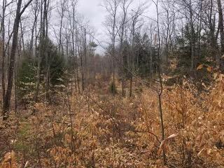 0 Quarry Road New Gloucester, ME 04260 - Photo 8 of 11 IMG_1445