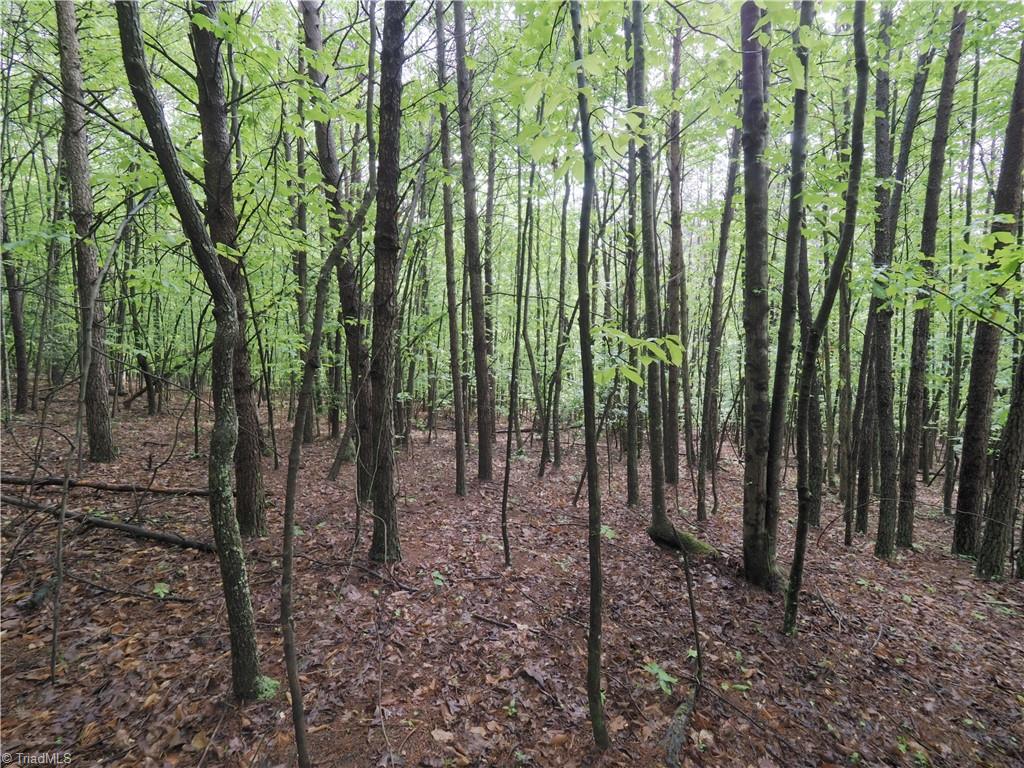 7-ac Dearmin Road Westfield, NC 27053 - Photo 14 of 22 Gallery Image 14