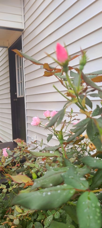 7302 Kings Gap Road Shiloh, GA 31826 - Photo 43 of 43 Gallery Image 43