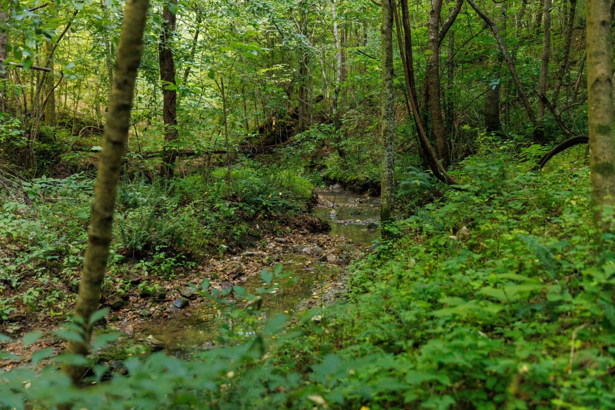 7365 Coldwater Road Fairview, TN 37062 - Photo 12 of 58