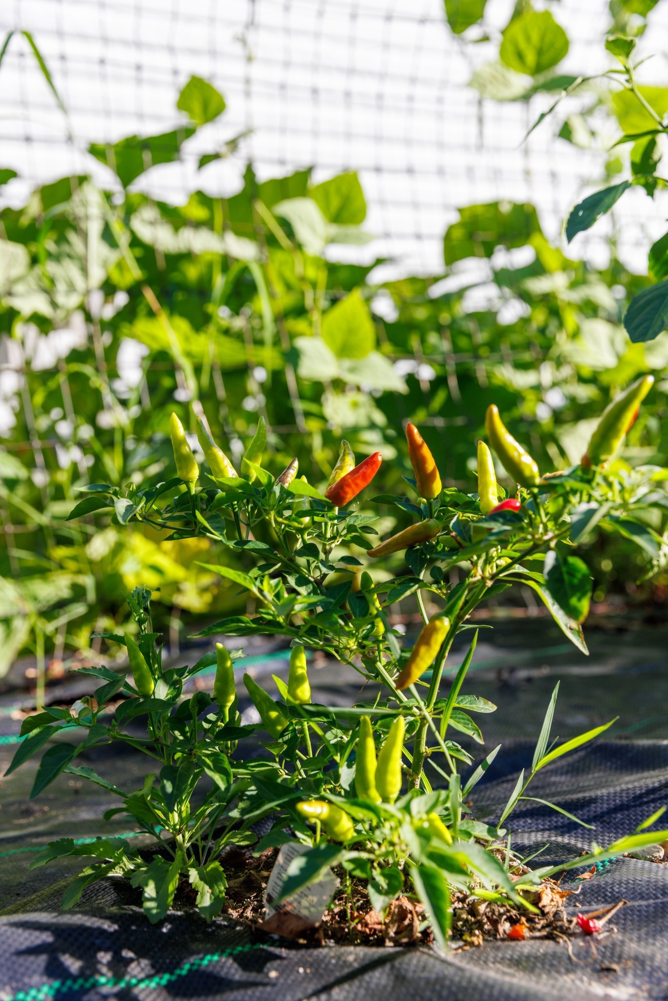 7365 Coldwater Road Fairview, TN 37062 - Photo 26 of 58