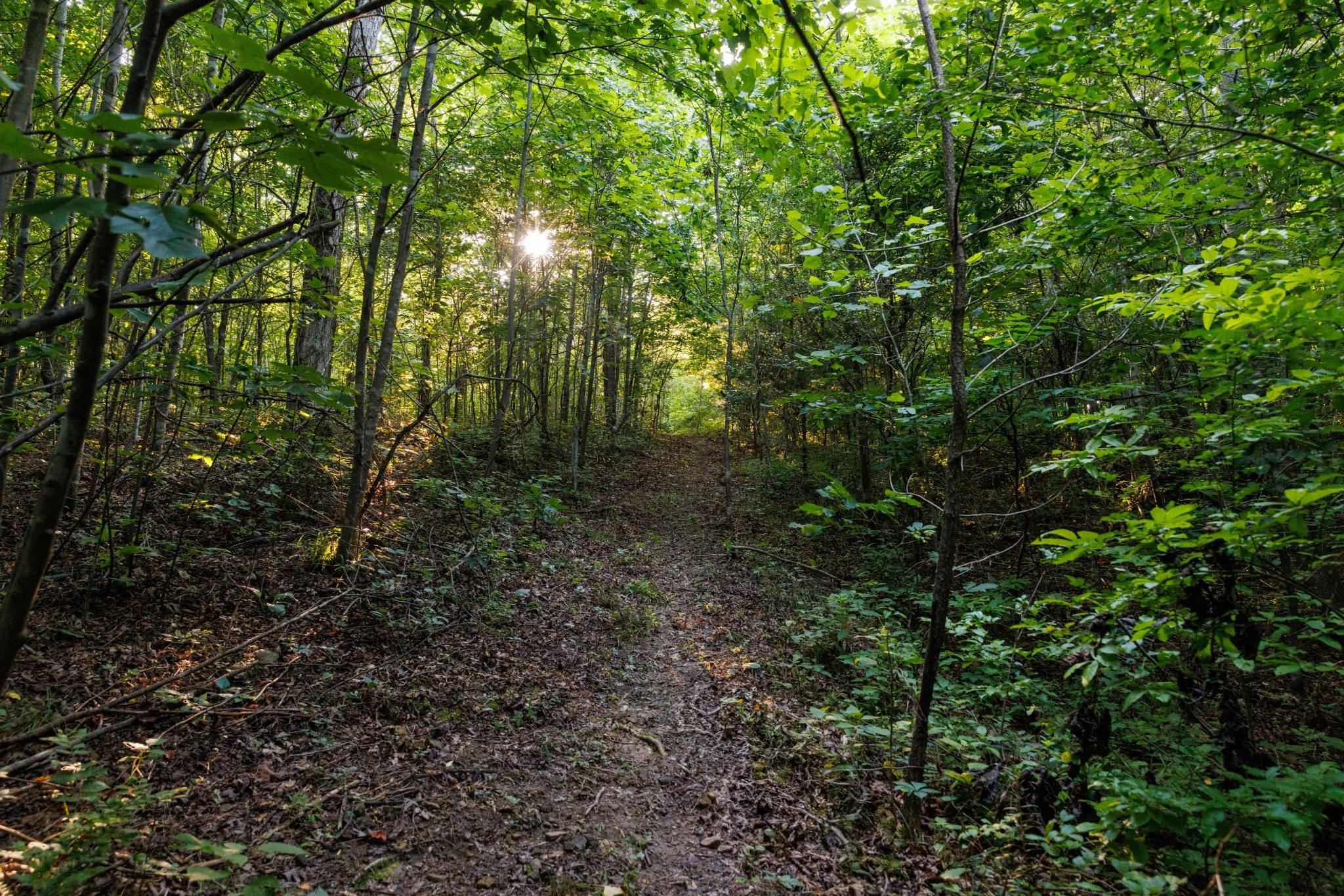 7365 Coldwater Road Fairview, TN 37062 - Photo 30 of 58