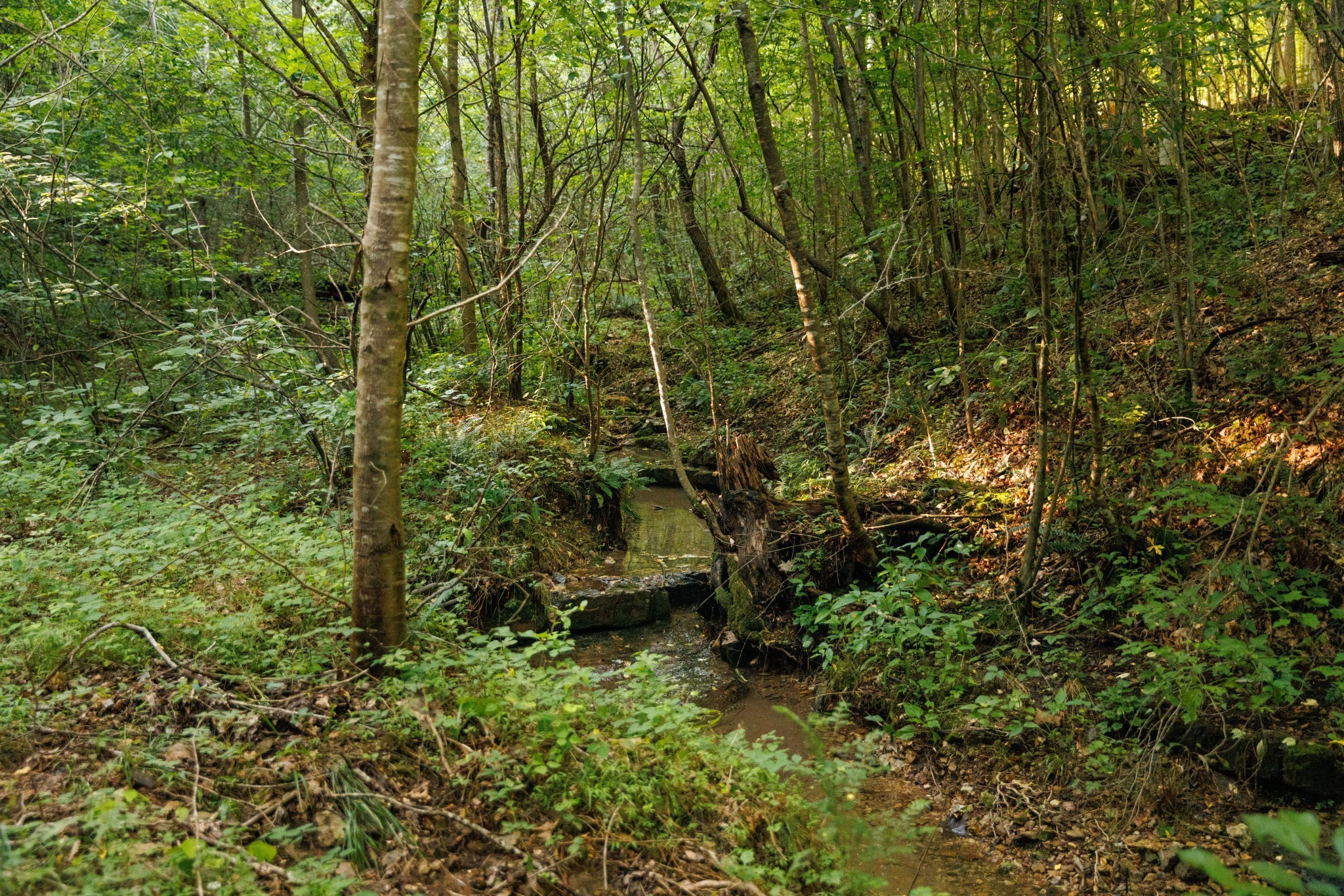 7365 Coldwater Road Fairview, TN 37062 - Photo 3 of 58