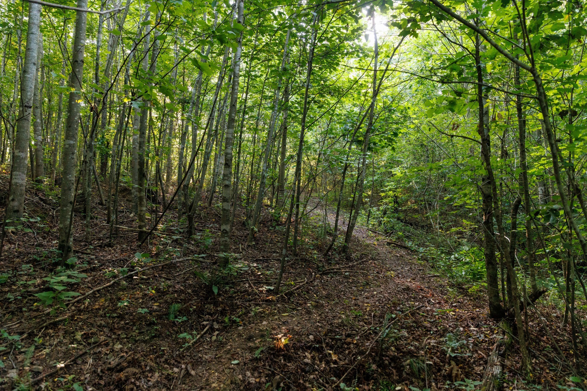 7365 Coldwater Road Fairview, TN 37062 - Photo 36 of 58