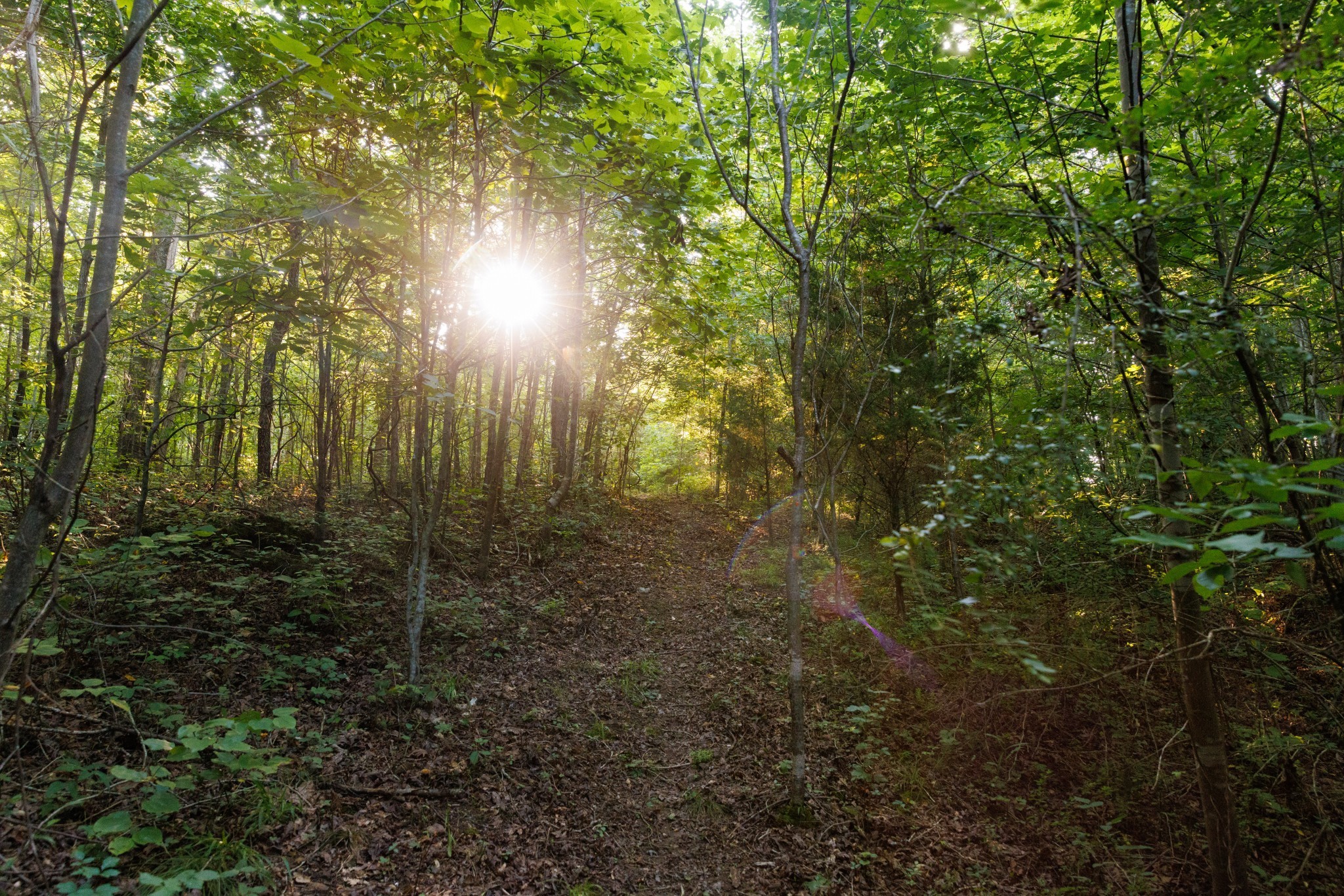 7365 Coldwater Road Fairview, TN 37062 - Photo 37 of 58