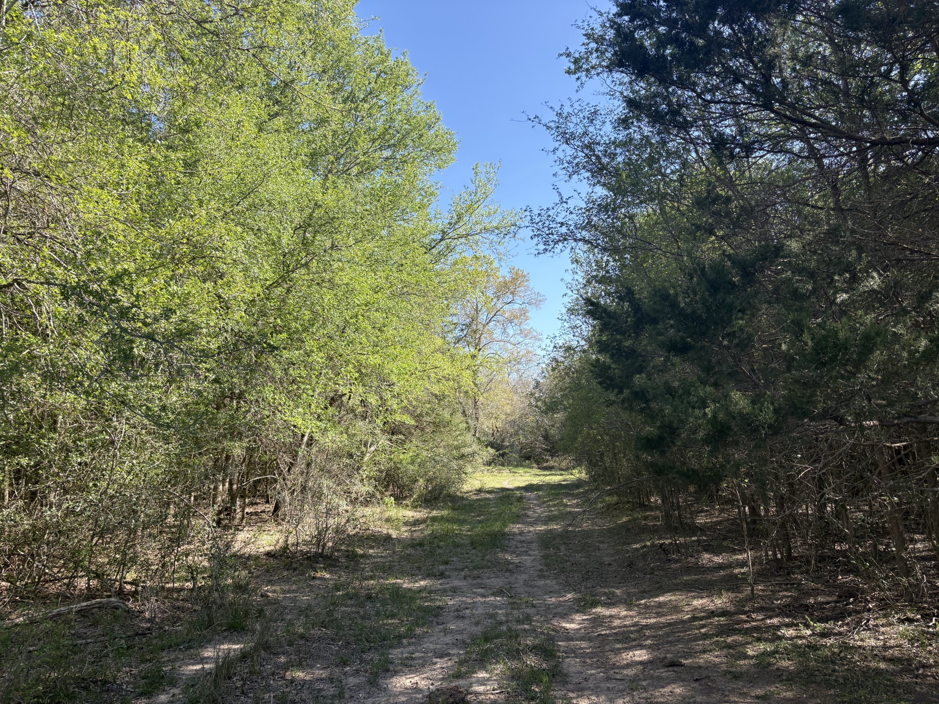 Tbd Anchor Ranch Loop Flatonia, TX 78941 - Photo 17 of 28 View of local wilderness