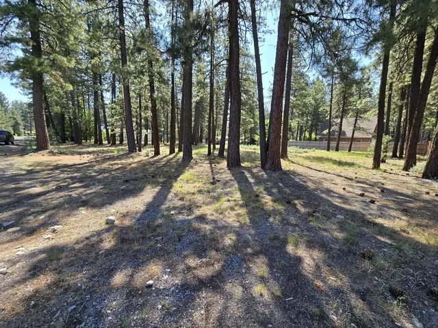 a view of backyard with trees