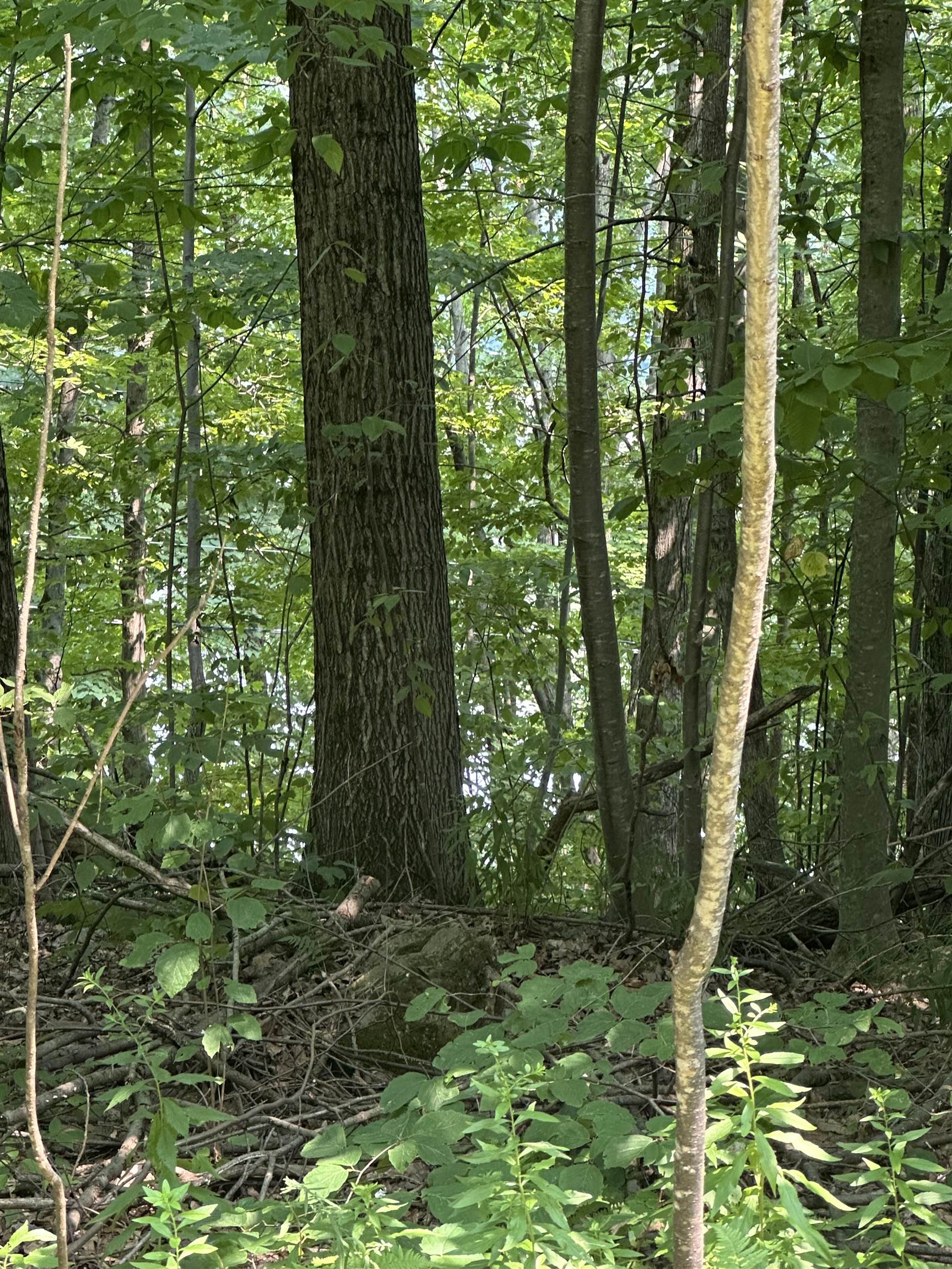 51 Crane View Drive Salisbury, VT 05769 - Photo 7 of 7