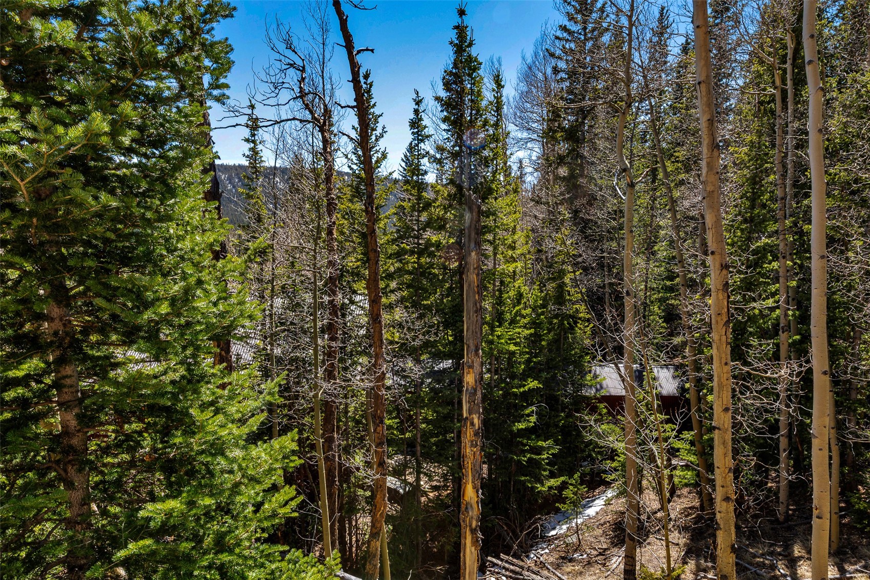 270 Co Road Alma, CO 80420 - Photo 27 of 47 a view of a forest with trees and bushes