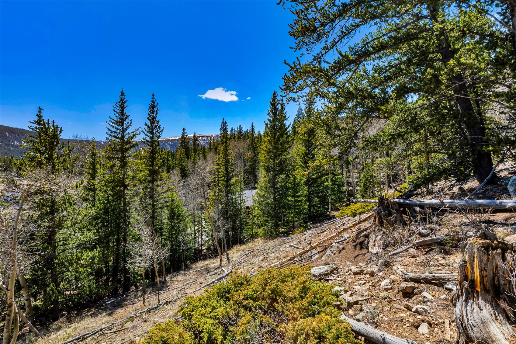 270 Co Road Alma, CO 80420 - Photo 30 of 47 a view of a forest with a tree in the background