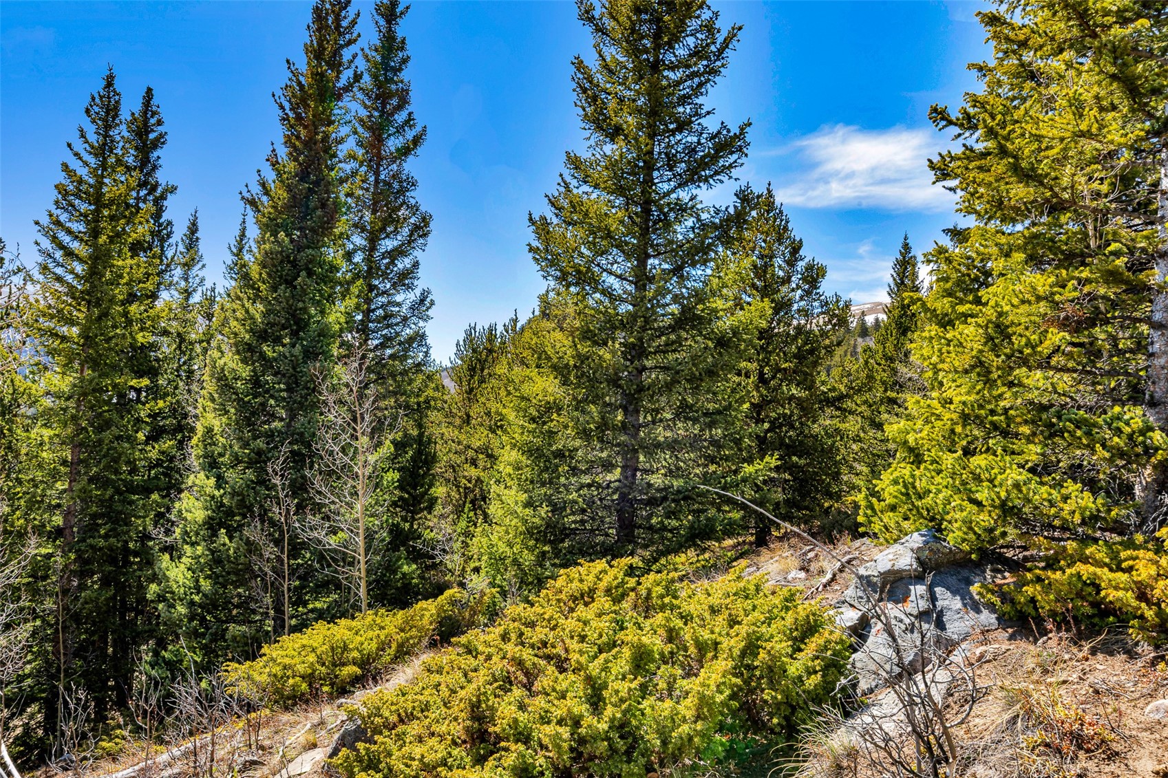 270 Co Road Alma, CO 80420 - Photo 42 of 47 a view of a garden with plants and large trees