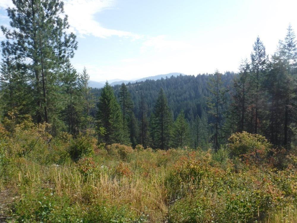 Lot 3 Moose Ridge Way Loon Lake, WA 99148 - Photo 7 of 11