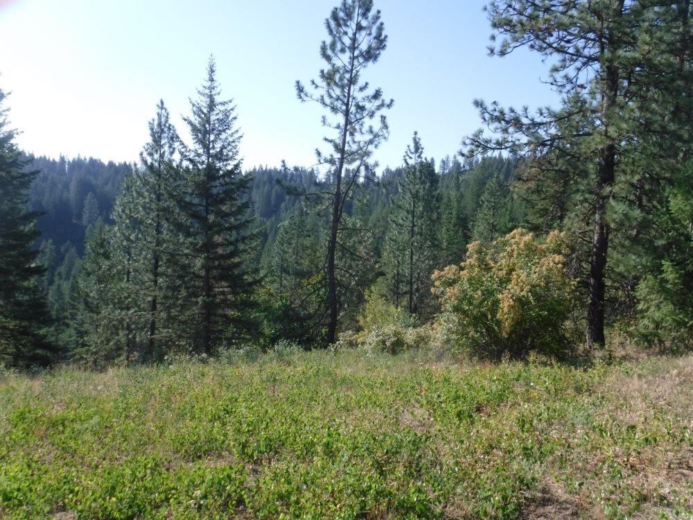 Lot 3 Moose Ridge Way Loon Lake, WA 99148 - Photo 9 of 11