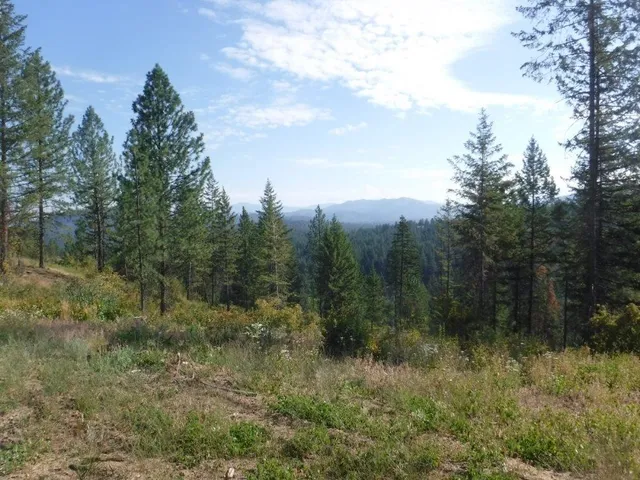 $325,000 | Lot 3 Moose Ridge Way, Loon Lake, WA 99148