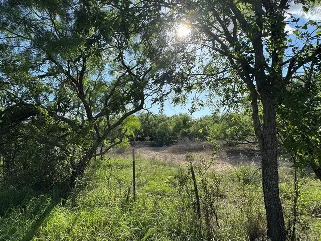 a view of a bunch of trees in background