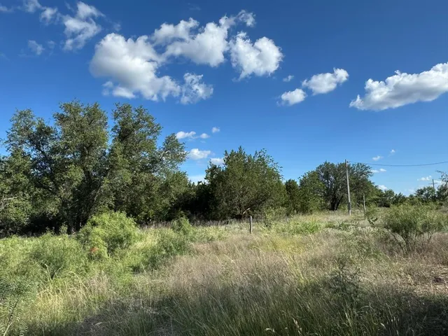 a view of a lush green forest