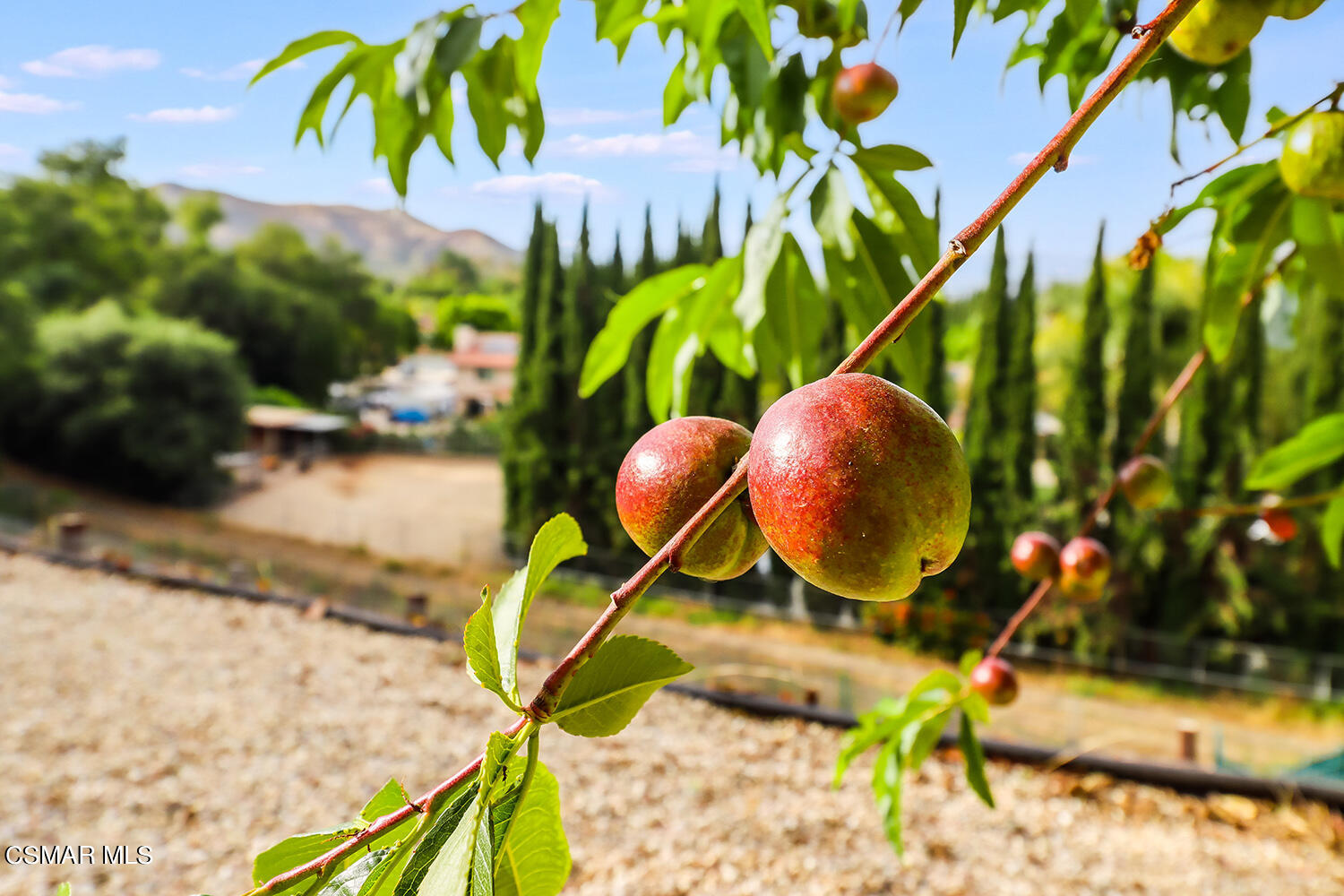 15 Mollison Drive Simi Valley, CA 93065 - Photo 66 of 71 lBackyard12