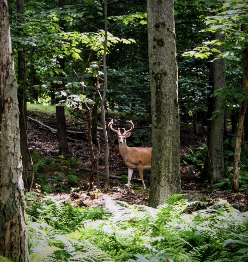 Lot#e752 Lake View Court Gouldsboro, PA 18424 - Photo 22 of 22 a backyard of a house with lots of green space