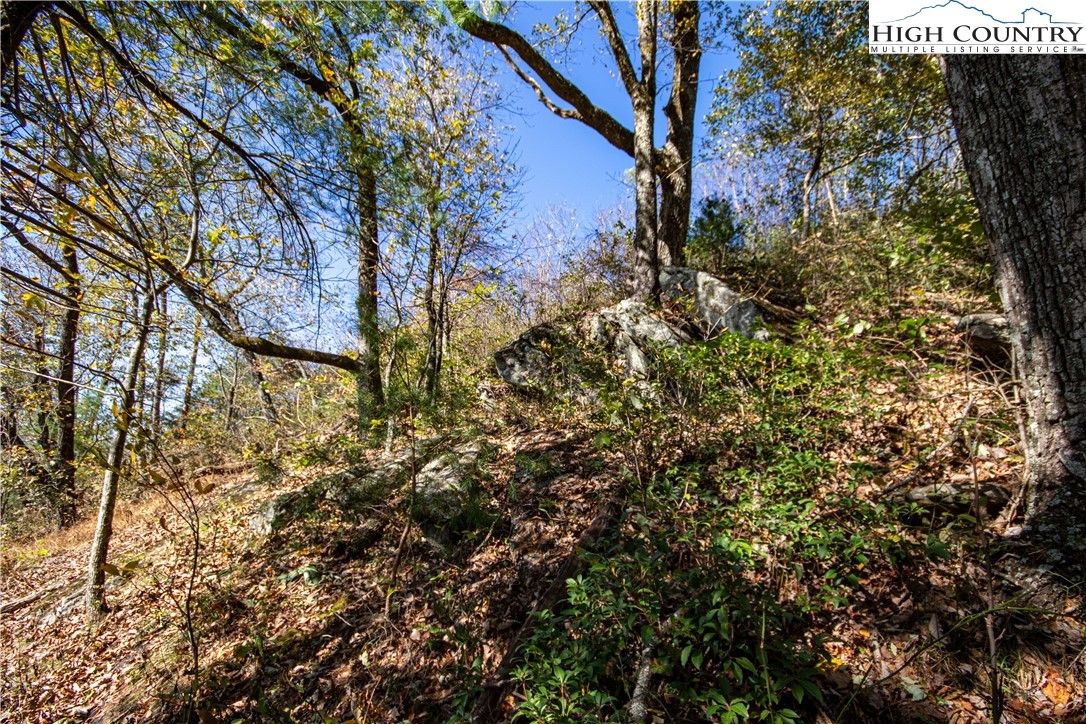 Lot#547 Autumn Ridge Drive Lenoir, NC 28645 - Photo 15 of 50 a view of a tree with a yard