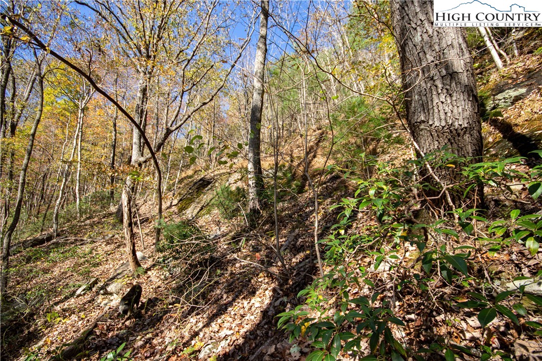 Lot#547 Autumn Ridge Drive Lenoir, NC 28645 - Photo 32 of 50 a picture of a tree