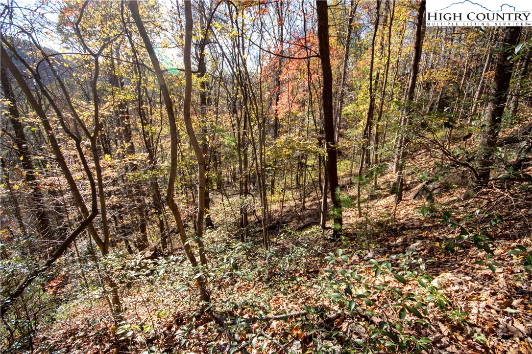 Lot#547 Autumn Ridge Drive Lenoir, NC 28645 - Photo 36 of 50 a view of forest