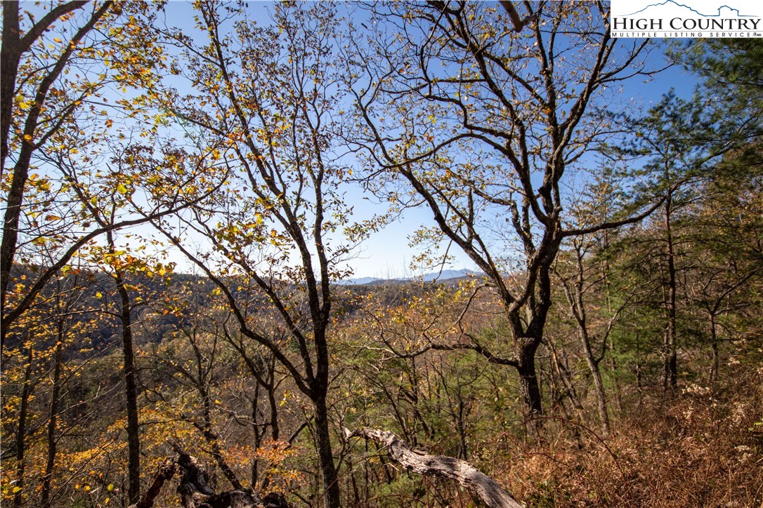 Lot#547 Autumn Ridge Drive Lenoir, NC 28645 - Photo 5 of 50 a view of trees with large trees