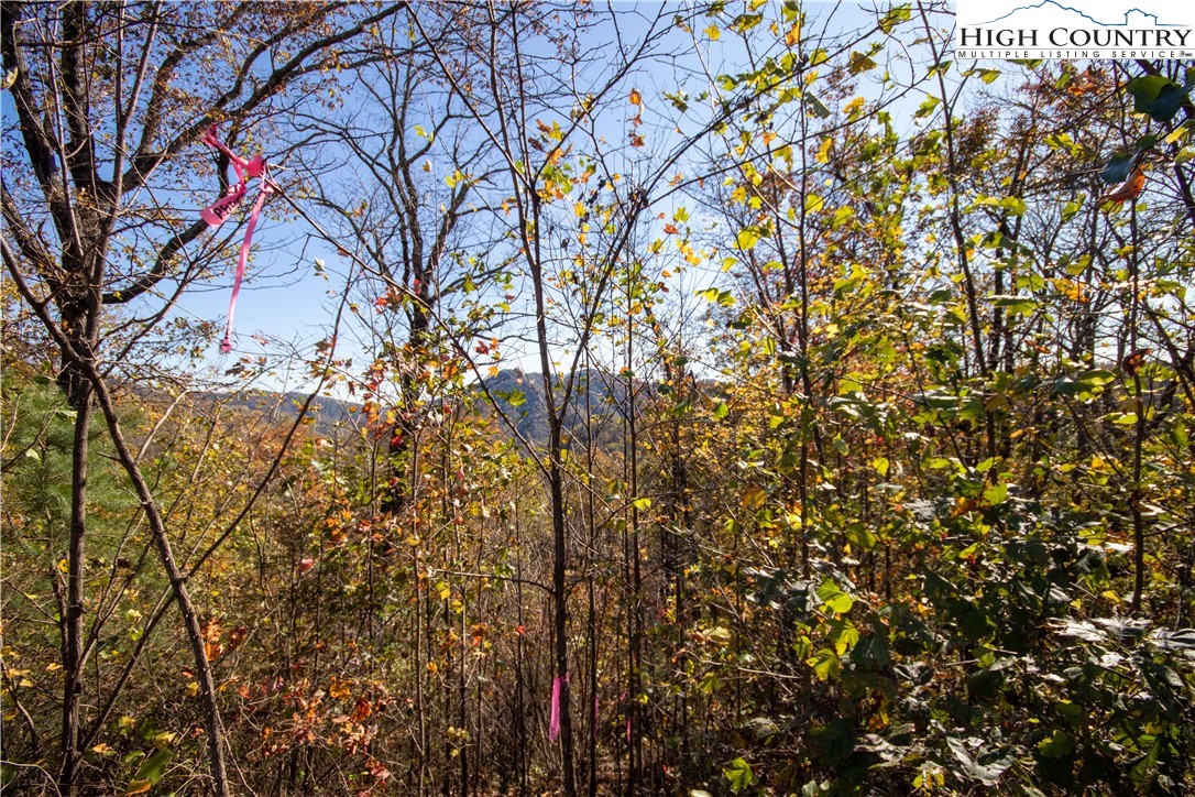 Lot#547 Autumn Ridge Drive Lenoir, NC 28645 - Photo 7 of 50 a backyard of a house with lots of trees
