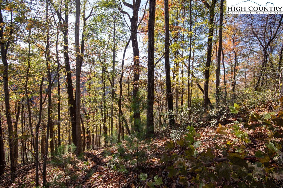 Lot#547 Autumn Ridge Drive Lenoir, NC 28645 - Photo 9 of 50 a view of forest