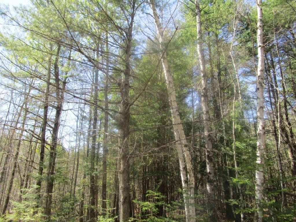 M1-l29-2 Basford Road Detroit, ME 04929 - Photo 3 of 13 Beautiful wooded lot