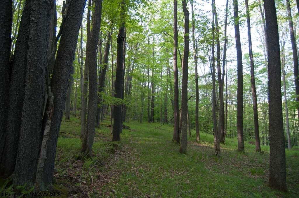 37 Bobcat Road Davis, WV 26260 - Photo 4 of 20 Gallery Image 4