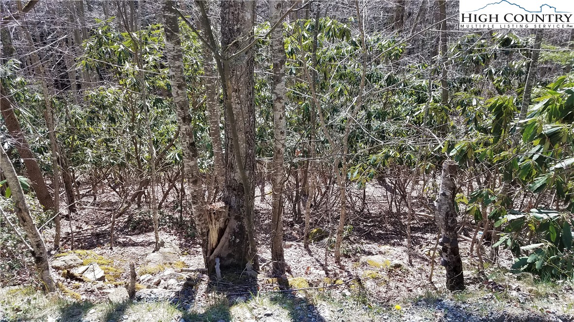 305 Jackpine Road Beech Mountain, NC 28604 - Photo 4 of 8