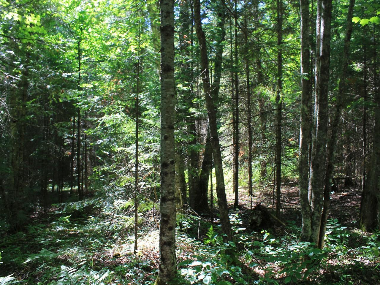 2892 Bisenius Road Park Falls, WI 54552 - Photo 28 of 39 Gallery Image 28