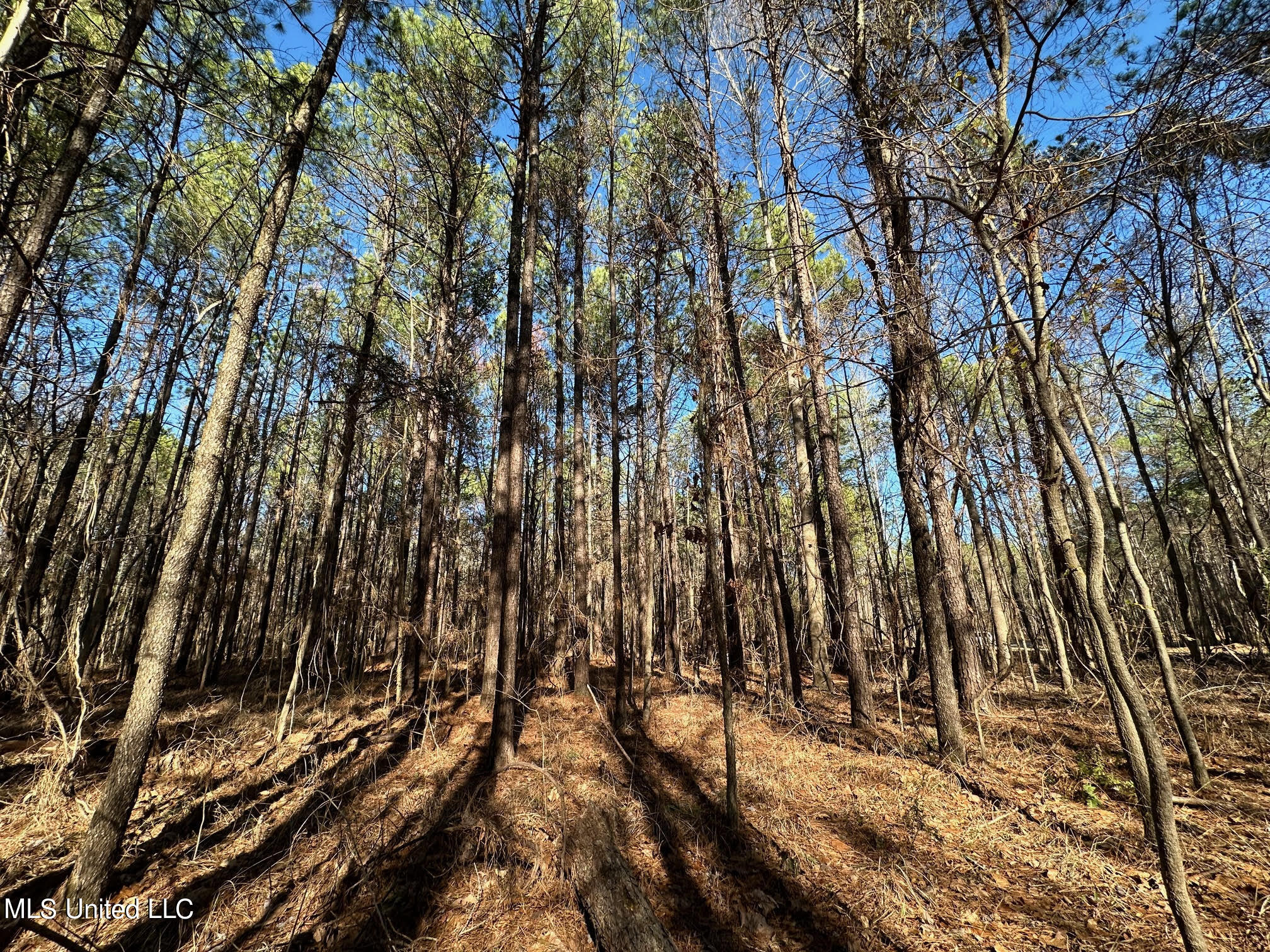 1 Levi Cooper Road Florence, MS 39073 - Photo 11 of 16 141