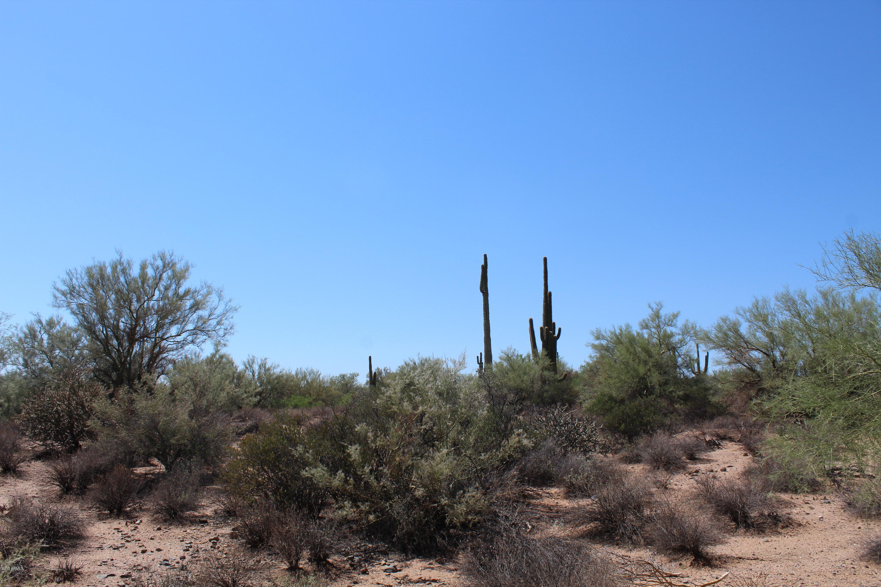 31000 North 174th Street Rio Verde, AZ 85263 - Photo 6 of 22 Lush Desert Vegetation