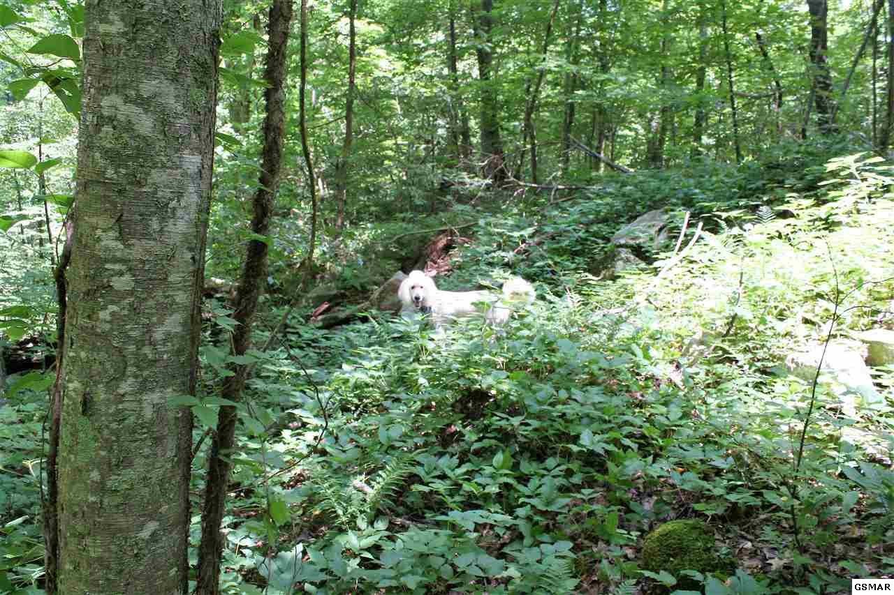 0 Collier Loop Dandridge, TN 37725 - Photo 28 of 35 Gallery Image 28