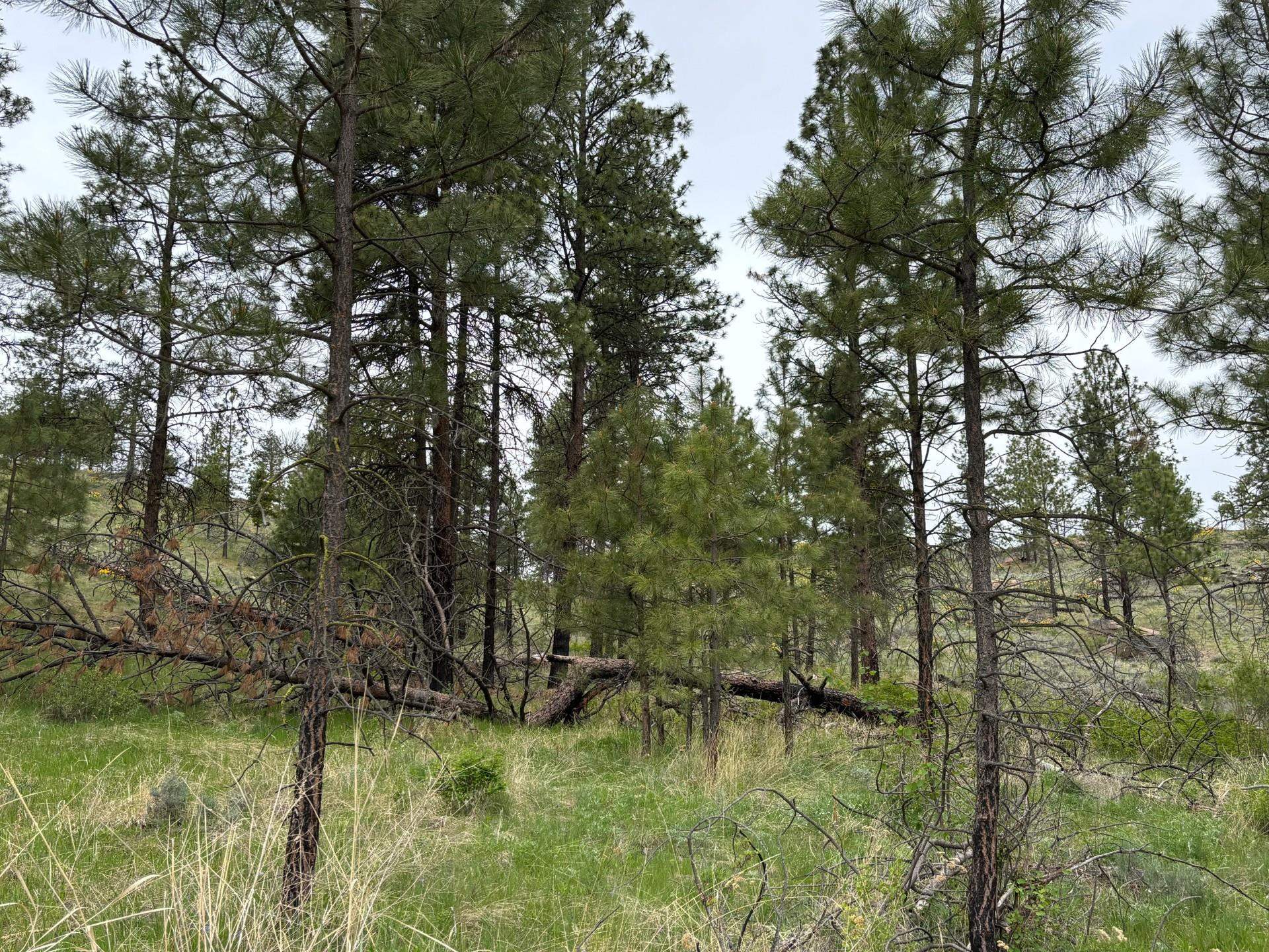 8-xx Upper Reevas Basin Road, Unit LOT 3628012011 Tonasket, WA 98855 - Photo 3 of 18 Gallery Image 3
