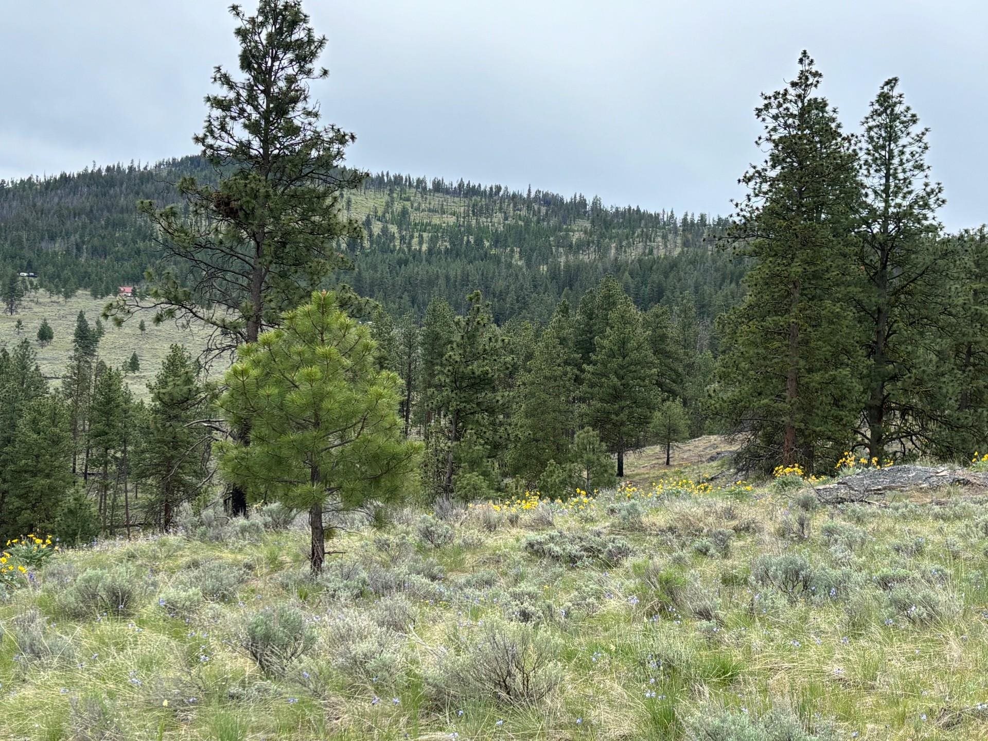 8-xx Upper Reevas Basin Road, Unit LOT 3628012011 Tonasket, WA 98855 - Photo 8 of 18 Gallery Image 8