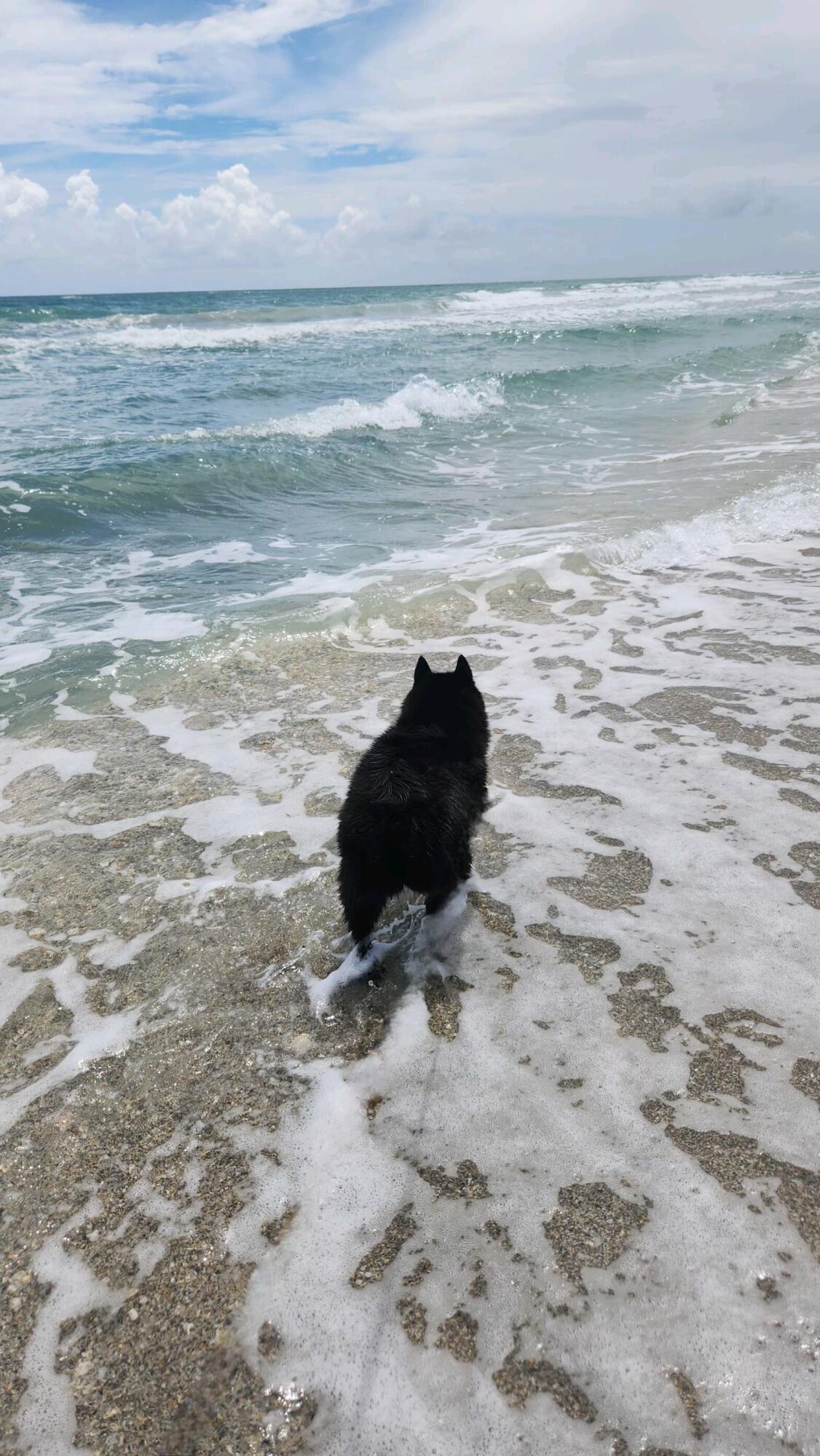 1472 Via Cameron Jupiter, FL 33477 - Photo 40 of 41 Dog friendly beach