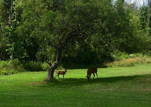 9935 Adams Road Galena, OH 43021 - Photo 27 of 27 Gallery Image 27