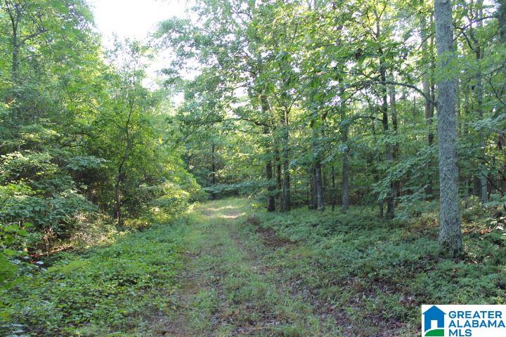 Bradford Road Lineville, AL 36266 - Photo 14 of 16